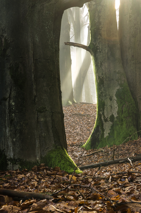 Bomen, mist en zon