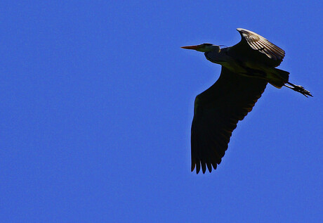 Reiger