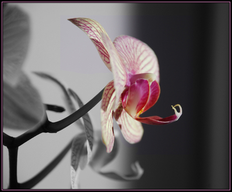 Orchidee in kleur