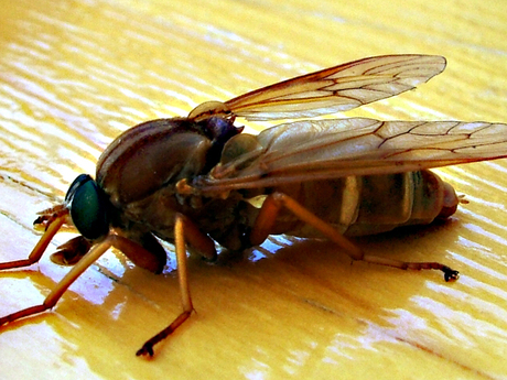 insect