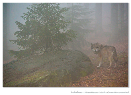 Wolf in the mist