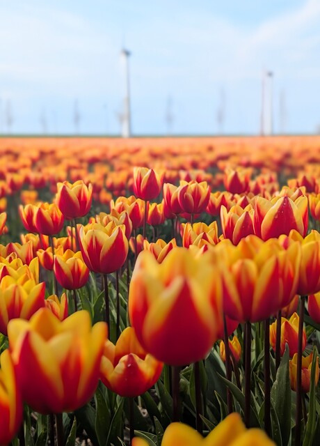 Tulpen 