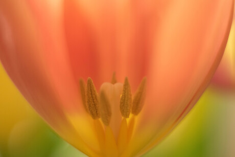 Tulp