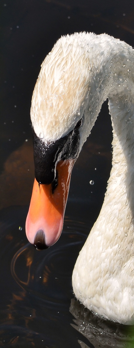 Knobbelzwaan 
