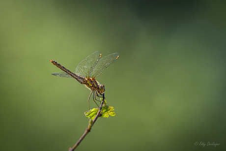 Dragonfly