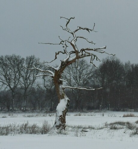 De meest gefotografeerde boom van het noorden