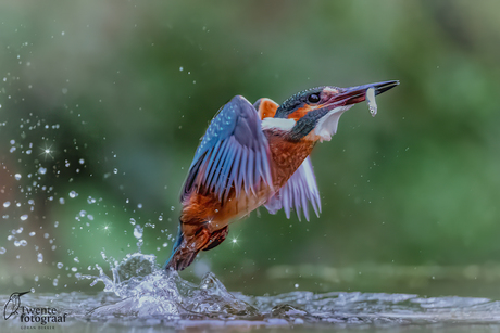 Kingfisher