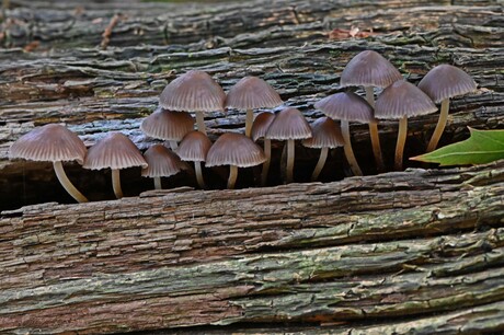 Fraaisteelmycena.