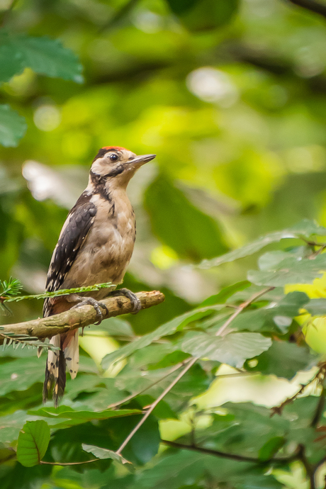 Grote bonte specht (juveniel)