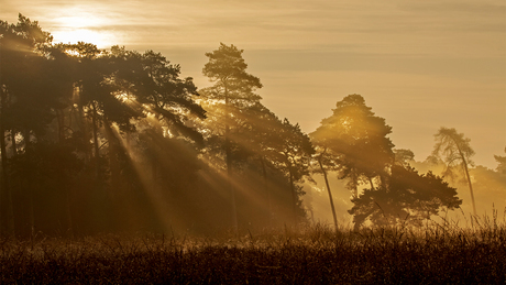 Magisch ochtendlicht