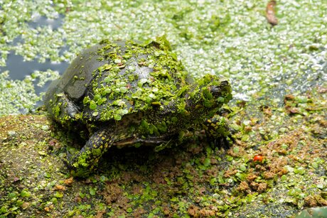 Schildpad met een nieuw jasje