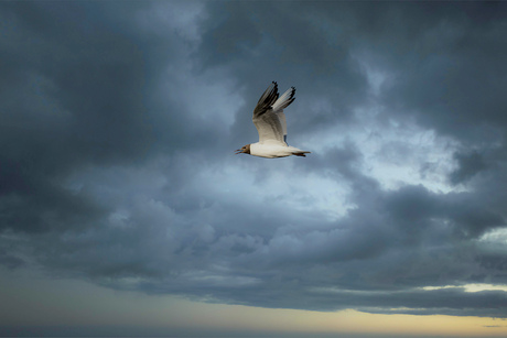 Kokmeeuw in vlucht