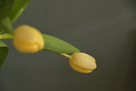 TULP
