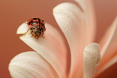 Smal ladybug 