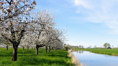 Kersenbloesem aan de Kromme Rijn