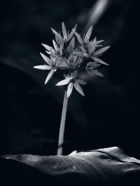 Daslook in Zwart-Wit