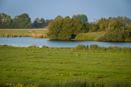 Het landschap van Waterland in ochtendlicht.