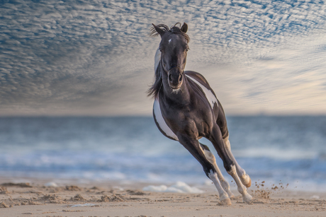 Paard op strand