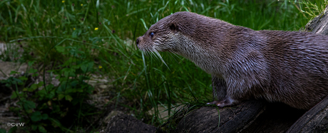 De Eurasian Otter