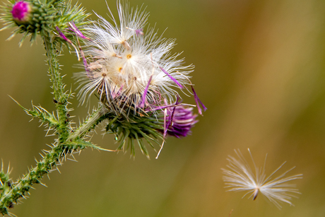 Los van de distel