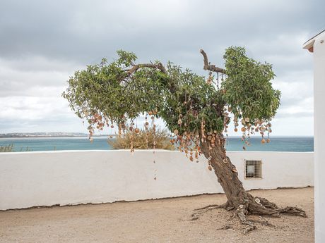 Wensboom aan zee....