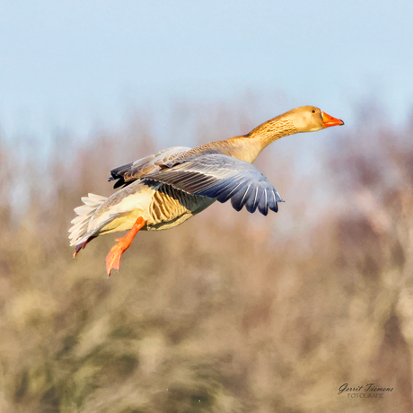 Landing Grauwe gans