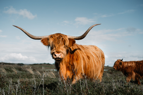 schotse hooglanders bij Huiduinen NH