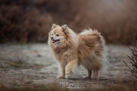 Fluffy vibes op de heide 