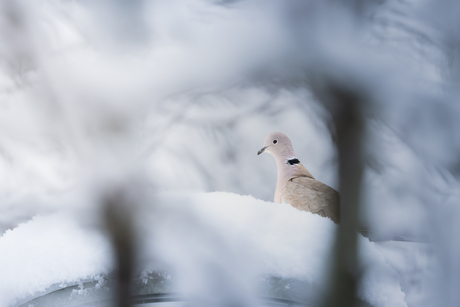 Turkse Tortel in Winterwonderland