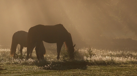 Deux chevaux sous les rayons de soleil.