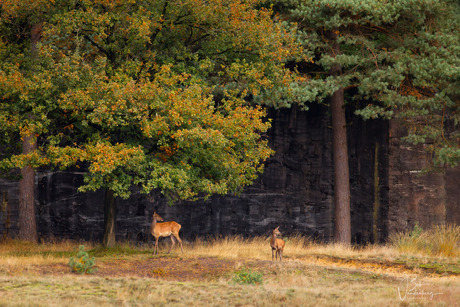 Veluwe