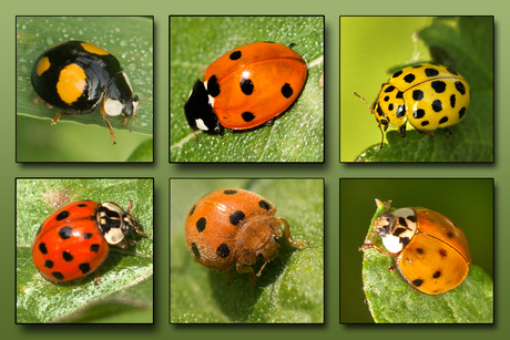 Collage Lieveheersbeestjes gespeeld met Photoshop