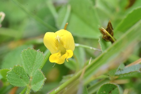 Mini bloemetje