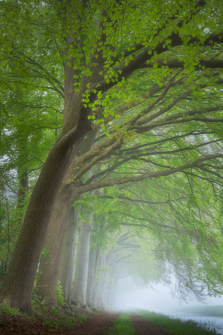 Verloren in het groen.