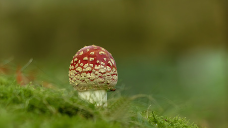 De Koning der paddenstoelen