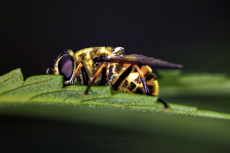 Blinde bij (Eristalis tenax)