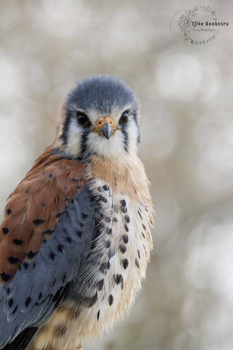 Amerikaanse Torenvalk