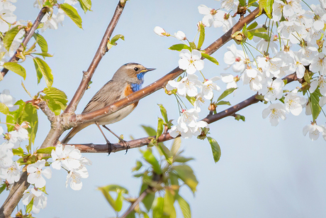 blauwborst in de bloesem