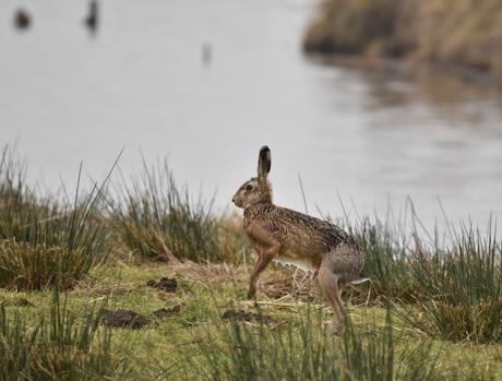 Haas door het ijs gezakt....is nu een ijskonijn