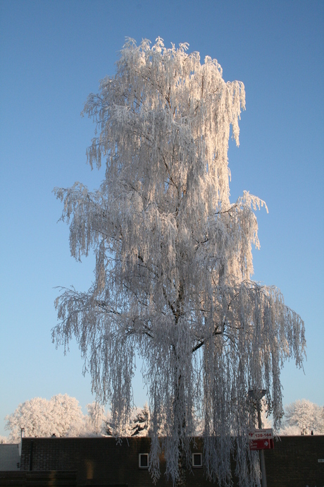 Kunstzinnig besneeuwde boom