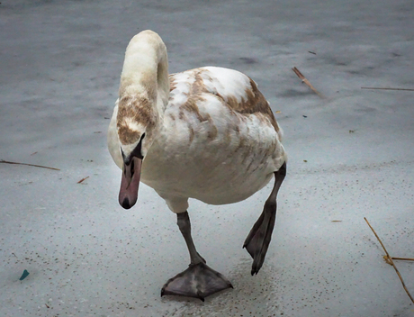 Jonge zwaan op ijs