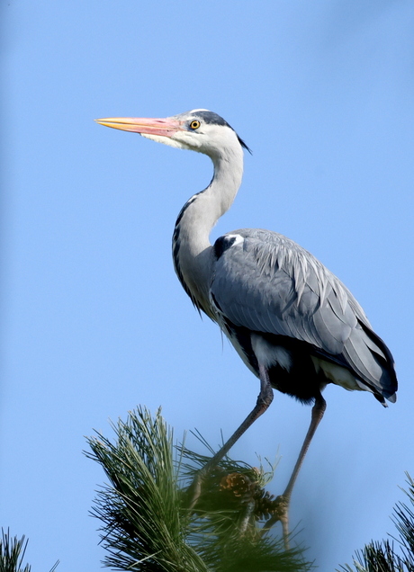 blauwe reiger