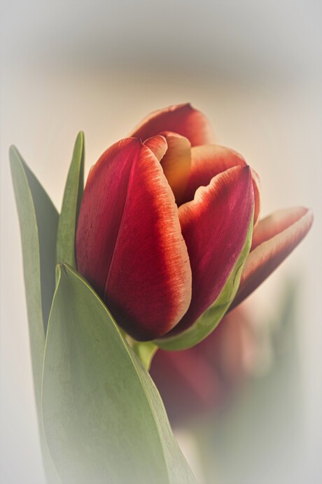 Tulp