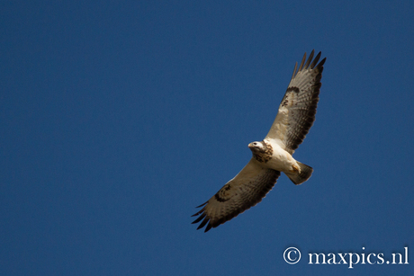 buizerd in zweefvlucht