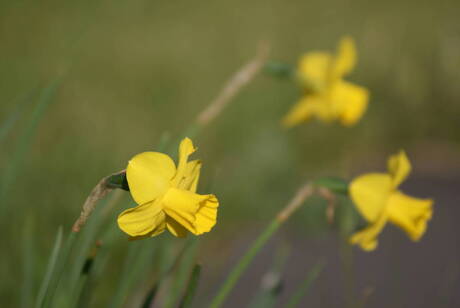 narcissen in het gras