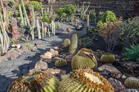 Lanzarote 24 - Jardín de Cactus in Guatiza