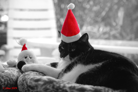 Boze kerstpoes