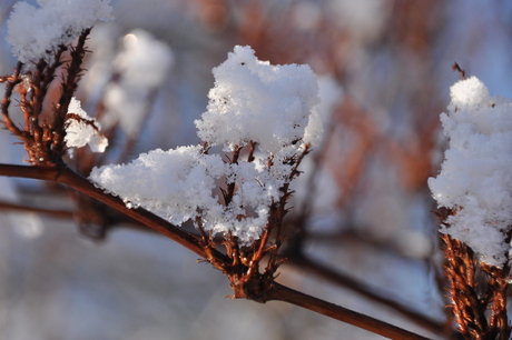 Sneeuw kristallen