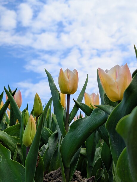 Tulpenvelden 