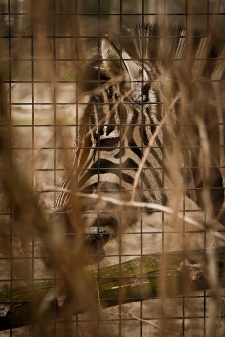 Achter de tralies in Blijdorp